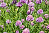 ALLIUM SCHOENOPRASUM, CHIVES