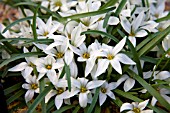 IPHEION SESSILE