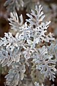 SENECIO CANDICANS DUSTY MILLER