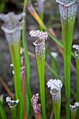 SARRACENIA ALATA X LEUCOPHYLLA