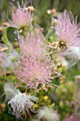 FALLUGIA PARADOXA, APACHE PLUME