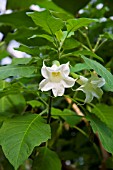 BRUGMANSIA ARBOREA, ANGELS TRUMPET