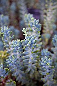 SEDUM TRELEASEI