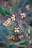 WINTER SKELETAL -  HYDRANGEA ASPERA