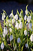 GALANTHUS ELWESII (GIANT SNOWDROP)