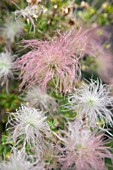 FALLUGIA PARADOXA, APACHE PLUME