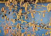 ALNUS JAPONICA