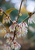 CHIMONANTHUS PRAECOX