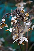 WINTER SKELETAL - HYDRANGEA PANICULATA