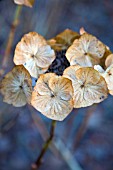 HYDRANGEA MACROPHYLLA TAUBE