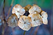 HYDRANGEA MACROPHYLLA TAUBE