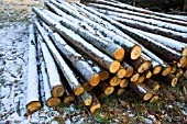 LOG PILE COVERED IN SNOW