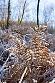 FROSTY BRACKEN IN WINTER