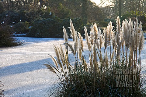 CORTADERIA_SELLOANA_GROWING_ON_BANK_OF_FROZEN_LAKE_WAKEHURST_PLACE_WEST_SUSSEX