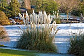 CORTADERIA SELLOANA GROWING ON BANK OF FROZEN LAKE, WAKEHURST PLACE WEST SUSSEX