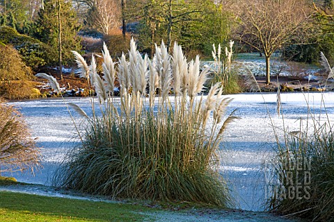 CORTADERIA_SELLOANA_GROWING_ON_BANK_OF_FROZEN_LAKE_WAKEHURST_PLACE_WEST_SUSSEX