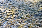 FROSTY LAWN IN JANUARY