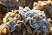 FROSTY HYDRANGEA MACROPHYLLA HAMBURG