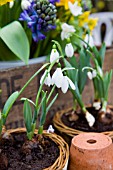 GALANTHUS ELWESII RGM, IN SMALL WICKER BASKET