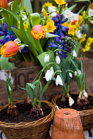 GALANTHUS_ELWESII_RGM_IN_SMALL_WICKER_BASKETS_BLUE_HYACINTHS_TULIPA_ALEPPO_AND_NARCISSUS_PAPERWHITE_
