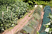 BARN CLOCHE, NETTING AND ROWS OF BROAD BEANS