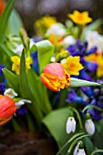 TULIPA ALEPPO, BLUE HYACINTHS, GALANTHUS ELWESII AND NARCISSUS GRAND SOLEIL DOR