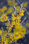 HAMAMELIS X INTERMEDIA ALL GOLD WITCH HAZEL