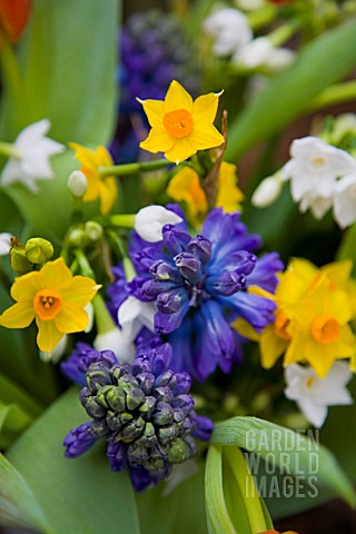 BLUE_SCENTED_HYACINTHS_NARCISSUS_GRAND_SOLEIL_DOR_AND_PAPERWHITE