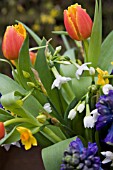 TULIPA ALEPPO, NARCISSUS GRAND SOLEIL DOR AND PAPERWHITE