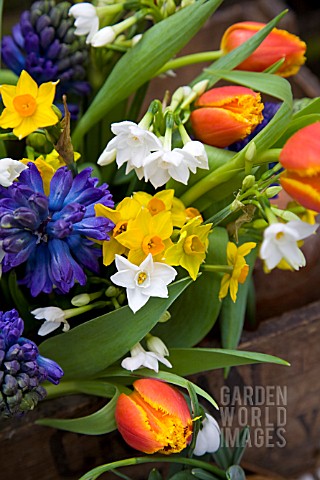 NARCISSUS_GRAND_SOLEIL_DOR_AND_PAPERWHITE_TULIPA_ALEPPO_AND_BLUE_HYACINTHS