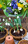 GALANTHUS ELWESII, BLUE HYACINTHS WITH NARCISSUS GRAND SOLEIL DOR AND PAPERWHITE