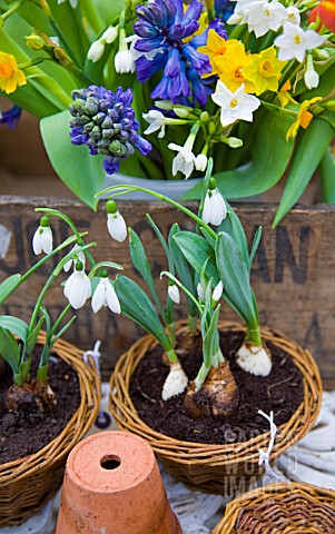GALANTHUS_ELWESII_BLUE_HYACINTHS_WITH_NARCISSUS_GRAND_SOLEIL_DOR_AND_PAPERWHITE