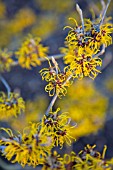 HAMAMELIS X INTERMEDIA ALL GOLD WITCH HAZEL