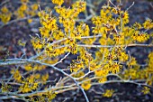 HAMAMELIS X INTERMEDIA ALL GOLD WITCH HAZEL