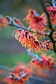 HAMAMELIS X INTERMEDIA JELENA WITCH HAZEL