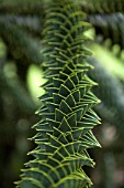 ARAUCARIA ARAUCANA, MONKEY PUZZLE TREE