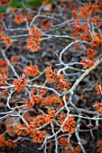 HAMAMELIS X INTERMEDIA JELENA WITCH HAZEL