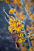 HAMAMELIS X INTERMEDIA ORANGE PEEL WITCH HAZEL