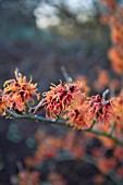 HAMAMELIS X INTERMEDIA ROBERT WITCH HAZEL