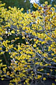 HAMAMELIS X INTERMEDIA, WITCH HAZEL