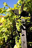 GRAPE VINE GROWING OVER PERGOLA