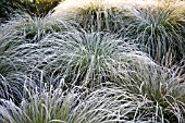 FROSTY CAREX SECTA