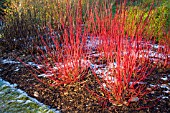 CORNUS ALBA VAR. SIBIRICA