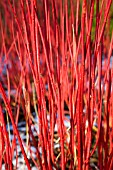 CORNUS ALBA VAR. SIBIRICA