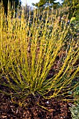 CORNUS SERICEA FLAVIRAMEA