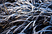 FROSTY OPHIOPOGON PLANISCAPUS NIGRESCENS