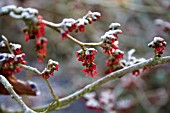 HAMAMELIS X INTERMEDIA DIANE, WITCH HAZEL