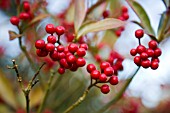 SKIMMIA JAPONICA SUBSP. REEVESIANA CHILAN CHOICE