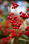 SKIMMIA JAPONICA SUBSP. REEVESIANA CHILAN CHOICE