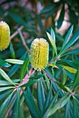 BANKSIA INTEGRIFOLIA SUBSP. MONTICOLA OR WHITE MOUNTAIN BANKSIA